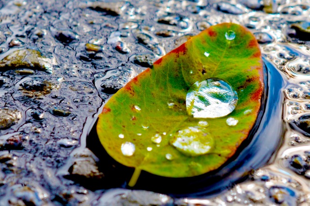 Water droplet on leaf - Ron Ray Colombo, Spiritual Counselor