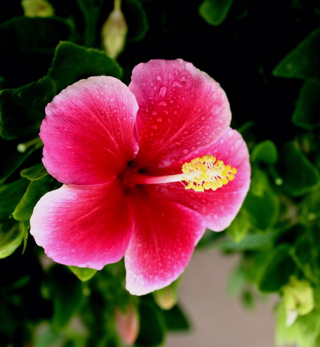 Pink flower - Ron Ray Colombo, Spiritual Counselor