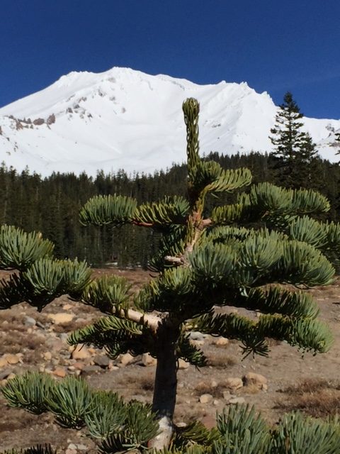 Small tree growing in Shasta - Ron Ray Colombo, Spiritual Counselor